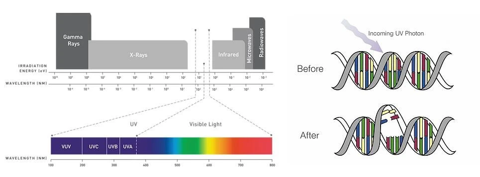 uvc led kills virus uvc led kills virus